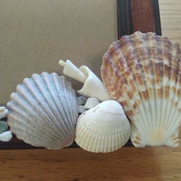 Seashell Photo Frame - Picture 2 of 4